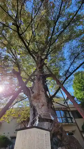 白山神社の自然