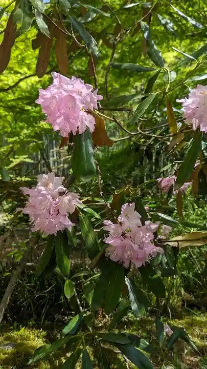 圓光寺(京都府)