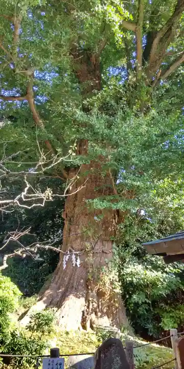 荏柄天神社の自然