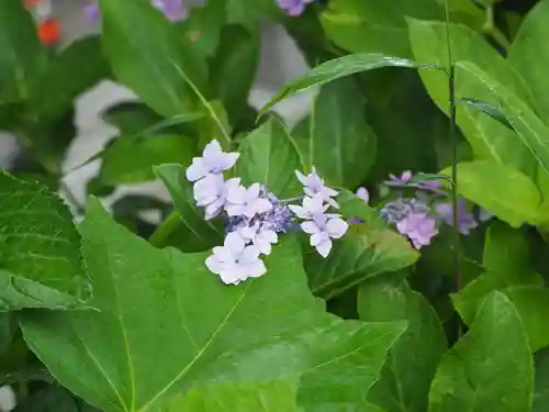 御霊神社の自然