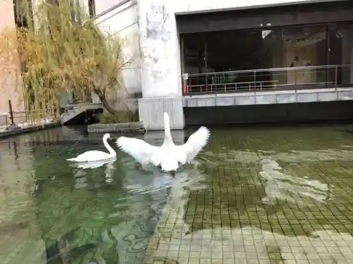 頂法寺（六角堂）の動物