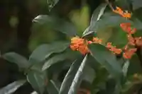 開成山大神宮の自然