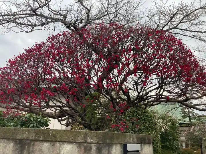 薬師院(神奈川県)