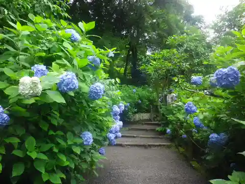 明月院の庭園