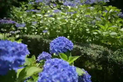 光照寺(新潟県)