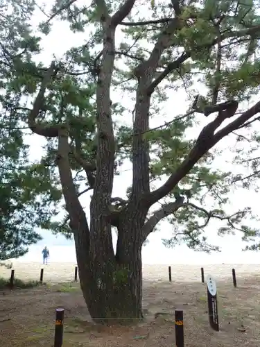 天橋立神社の自然