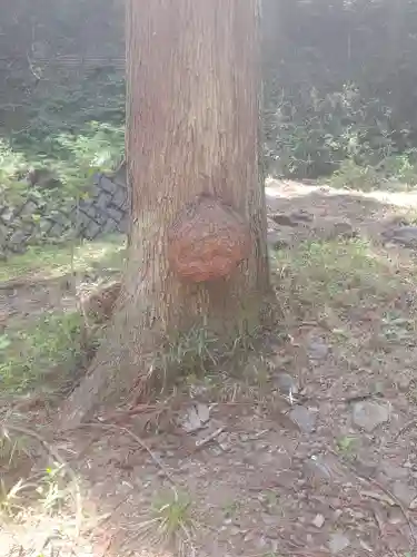 名草厳島神社の自然