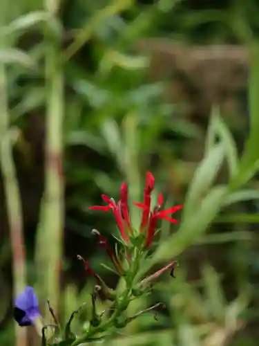 普門寺(切り絵御朱印発祥の寺)の自然
