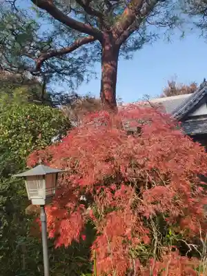 華厳寺の自然