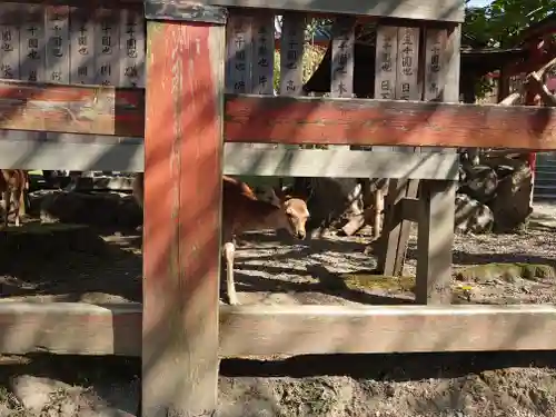 氷室神社の動物