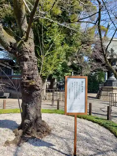 靖國神社の自然