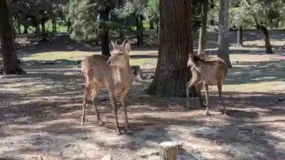春日大社(奈良県)