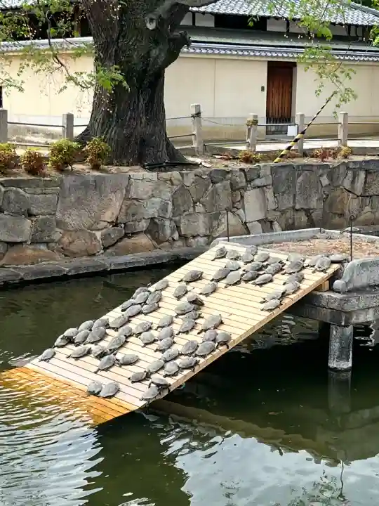 四天王寺の{uncategorized: "未分類", other: "その他", undefined: "問題あり", building: "その他建物", grave: "お墓", sacred_gate: "鳥居", guardian: "狛犬", statue: "像", buddha: "仏像", history: "歴史", nature: "自然", garden: "庭園", animal: "動物", pagoda: "塔", temizu: "手水舎", mountain_gate: "山門・神門", sanctuary: "本殿・本堂", subordinate: "末社・摂社", art: "芸術", scenery: "景色", jizo: "地蔵", ema: "絵馬", goshuin: "御朱印", omikuji: "おみくじ", items: "授与品その他", amulet: "お守り", goshuincho: "御朱印帳", eats: "食事", festival: "お祭り", votive_dance: "神楽", shichigosan: "七五三参", wedding: "結婚式", experience: "体験その他", initially: "初詣", around: "周辺", anti_infection: "感染症対策"}