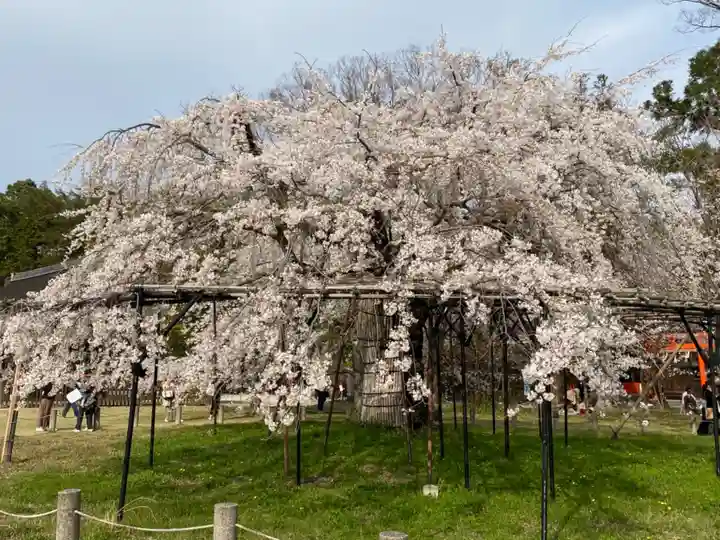 賀茂別雷神社(上賀茂神社)の庭園