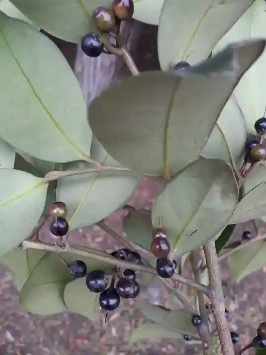 酒門神社(茨城県)