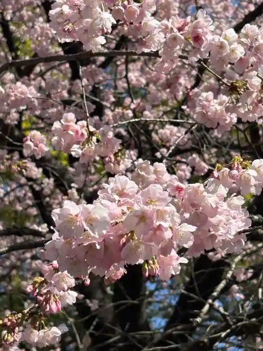 摩利支天 徳大寺の{uncategorized: "未分類", other: "その他", undefined: "問題あり", building: "その他建物", grave: "お墓", sacred_gate: "鳥居", guardian: "狛犬", statue: "像", buddha: "仏像", history: "歴史", nature: "自然", garden: "庭園", animal: "動物", pagoda: "塔", temizu: "手水舎", mountain_gate: "山門・神門", sanctuary: "本殿・本堂", subordinate: "末社・摂社", art: "芸術", scenery: "景色", jizo: "地蔵", ema: "絵馬", goshuin: "御朱印", omikuji: "おみくじ", items: "授与品その他", amulet: "お守り", goshuincho: "御朱印帳", eats: "食事", festival: "お祭り", votive_dance: "神楽", shichigosan: "七五三参", wedding: "結婚式", experience: "体験その他", initially: "初詣", around: "周辺", anti_infection: "感染症対策"}