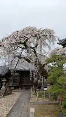 円明寺の{uncategorized: "未分類", other: "その他", undefined: "問題あり", building: "その他建物", grave: "お墓", sacred_gate: "鳥居", guardian: "狛犬", statue: "像", buddha: "仏像", history: "歴史", nature: "自然", garden: "庭園", animal: "動物", pagoda: "塔", temizu: "手水舎", mountain_gate: "山門・神門", sanctuary: "本殿・本堂", subordinate: "末社・摂社", art: "芸術", scenery: "景色", jizo: "地蔵", ema: "絵馬", goshuin: "御朱印", omikuji: "おみくじ", items: "授与品その他", amulet: "お守り", goshuincho: "御朱印帳", eats: "食事", festival: "お祭り", votive_dance: "神楽", shichigosan: "七五三参", wedding: "結婚式", experience: "体験その他", initially: "初詣", around: "周辺", anti_infection: "感染症対策"}