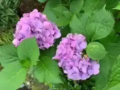 大井神社の自然