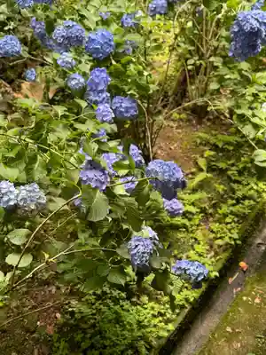 柳谷観音　楊谷寺(京都府)