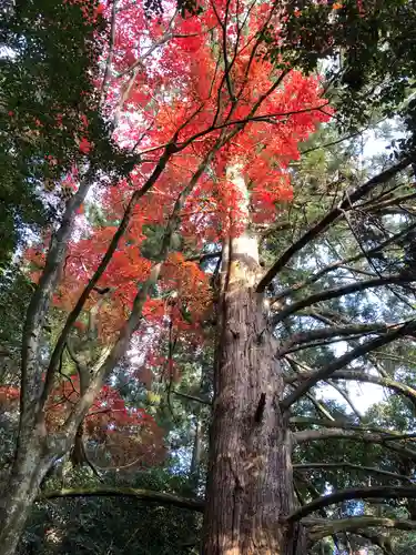五百井神社の自然