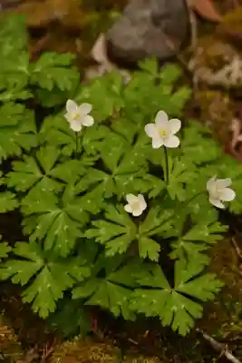 日光山輪王寺 大猷院(栃木県)