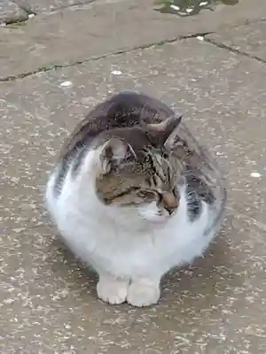 奥澤神社(東京都)