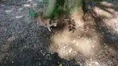 網戸神社の動物