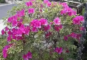 西方山極楽寺(岐阜県)(2023年04月26日(水) 22時26分02秒投稿)