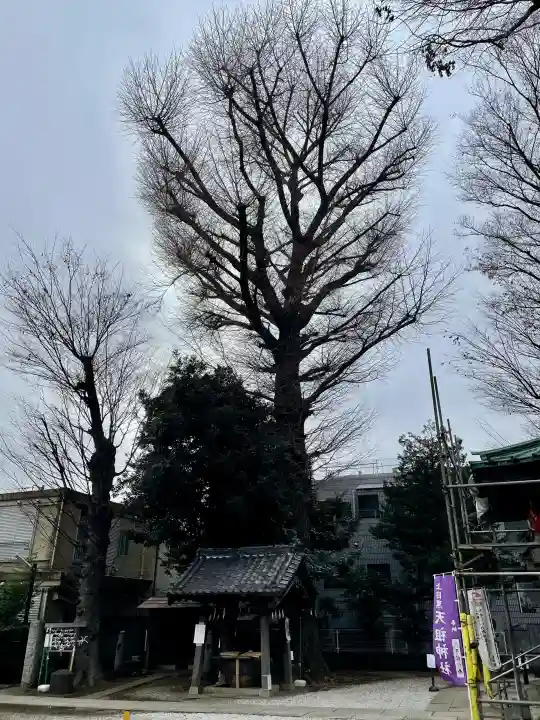 天祖神社(上目黒天祖神社)の{uncategorized: "未分類", other: "その他", undefined: "問題あり", building: "その他建物", grave: "お墓", sacred_gate: "鳥居", guardian: "狛犬", statue: "像", buddha: "仏像", history: "歴史", nature: "自然", garden: "庭園", animal: "動物", pagoda: "塔", temizu: "手水舎", mountain_gate: "山門・神門", sanctuary: "本殿・本堂", subordinate: "末社・摂社", art: "芸術", scenery: "景色", jizo: "地蔵", ema: "絵馬", goshuin: "御朱印", omikuji: "おみくじ", items: "授与品その他", amulet: "お守り", goshuincho: "御朱印帳", eats: "食事", festival: "お祭り", votive_dance: "神楽", shichigosan: "七五三参", wedding: "結婚式", experience: "体験その他", initially: "初詣", around: "周辺", anti_infection: "感染症対策"}