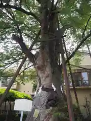 白山神社の自然