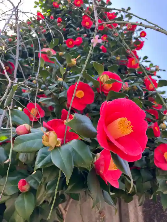 亀戸天神社(東京都)