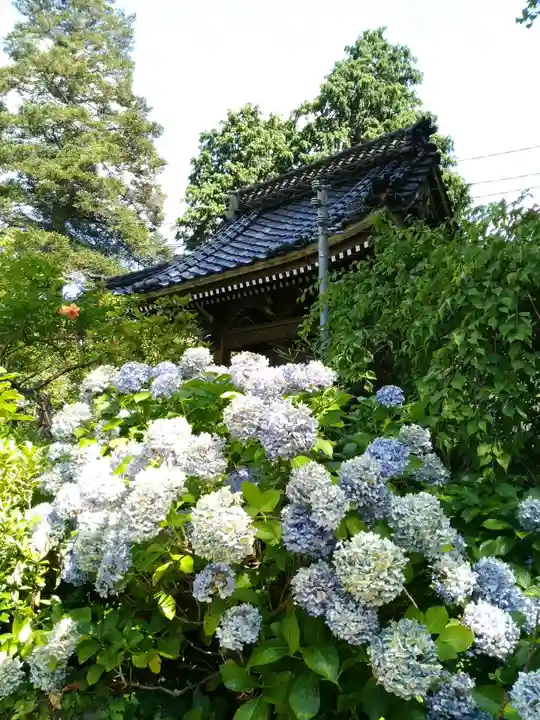 高照寺の自然