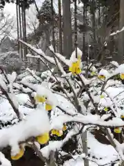 三千院門跡の自然