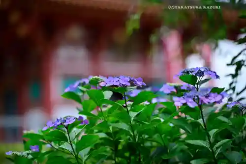 高幡不動尊　金剛寺(東京都)