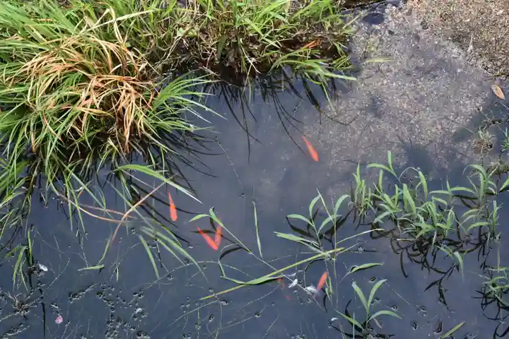 四柱神社の動物