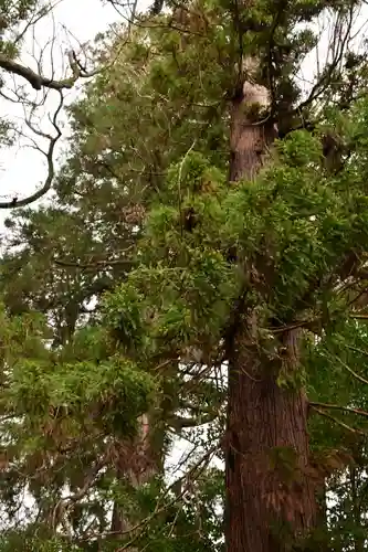 菊宮神社(宮崎県)