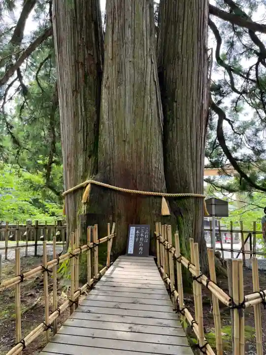 戸隠神社中社の自然
