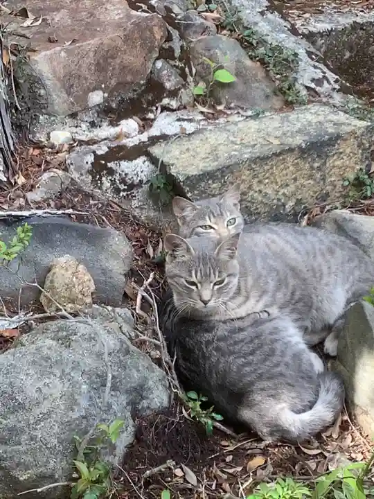 玉野御嶽神社の動物