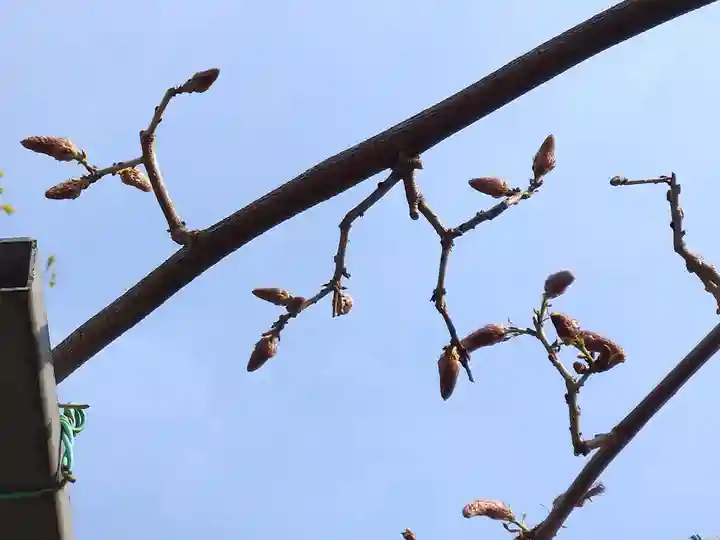 阿智神社の自然