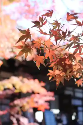 淨眞寺(東京都)