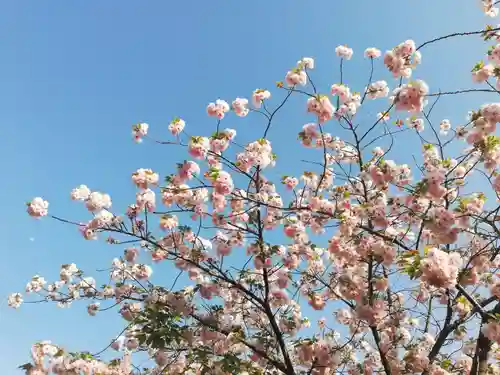 増上寺塔頭 三縁山 宝珠院の周辺