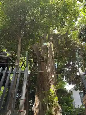太子堂八幡神社の{uncategorized: "未分類", other: "その他", undefined: "問題あり", building: "その他建物", grave: "お墓", sacred_gate: "鳥居", guardian: "狛犬", statue: "像", buddha: "仏像", history: "歴史", nature: "自然", garden: "庭園", animal: "動物", pagoda: "塔", temizu: "手水舎", mountain_gate: "山門・神門", sanctuary: "本殿・本堂", subordinate: "末社・摂社", art: "芸術", scenery: "景色", jizo: "地蔵", ema: "絵馬", goshuin: "御朱印", omikuji: "おみくじ", items: "授与品その他", amulet: "お守り", goshuincho: "御朱印帳", eats: "食事", festival: "お祭り", votive_dance: "神楽", shichigosan: "七五三参", wedding: "結婚式", experience: "体験その他", initially: "初詣", around: "周辺", anti_infection: "感染症対策"}