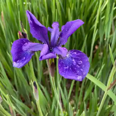 根津神社(東京都)