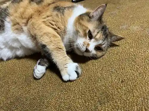 秩父札所十三番 慈眼寺の動物