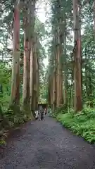 戸隠神社奥社の自然