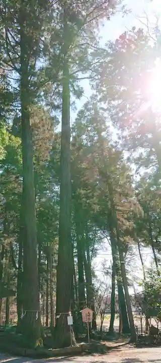 間々田八幡宮の自然