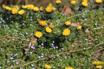 正観音堂の自然