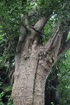 楠森稲荷神社の自然