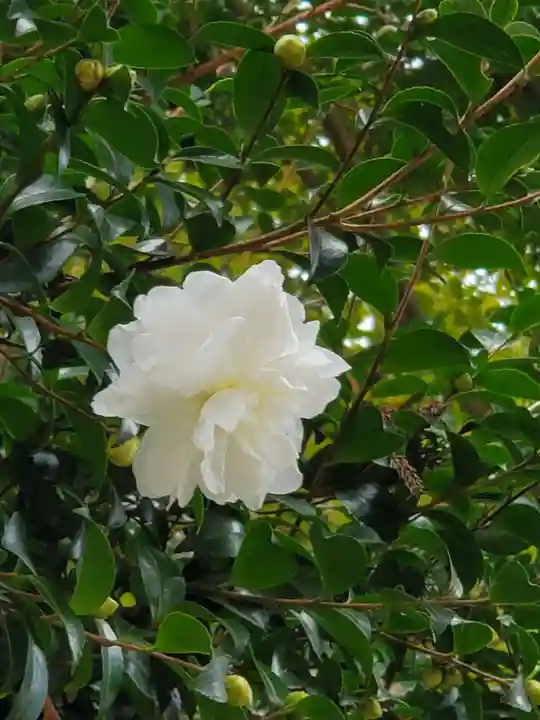沙沙貴神社の自然