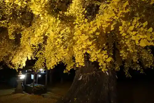 丹生酒殿神社の自然